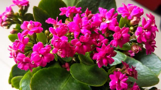 『三种』旺财又旺福的植物,家里摆上它,招财又旺运